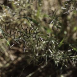 Eragrostis cilianensis
