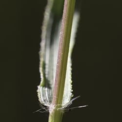 Eragrostis cilianensis