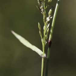 Eragrostis cilianensis
