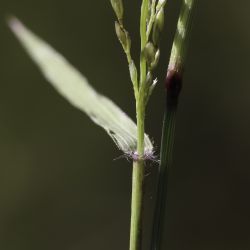 Eragrostis cilianensis