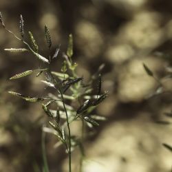 Eragrostis cilianensis