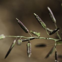Eragrostis cilianensis