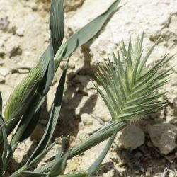 Eremopyrum orientale