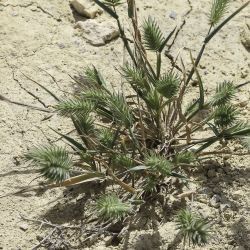 Eremopyrum orientale