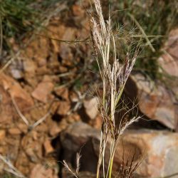 Heteropogon contortus