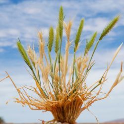 Hordeum murinum