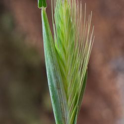 Hordeum murinum