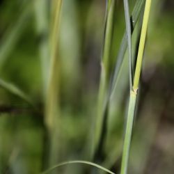 Hyparrhenia hirta