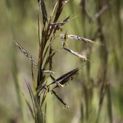 Hyparrhenia hirta