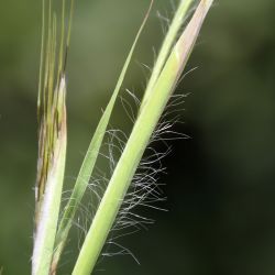 Hyparrhenia hirta