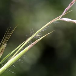 Hyparrhenia hirta