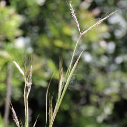 Hyparrhenia hirta
