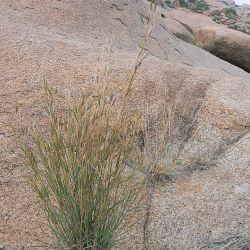 Poaceae