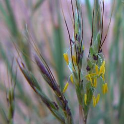 Hyparrhenia sinaica