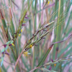 Hyparrhenia sinaica