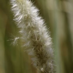 Imperata cylindrica
