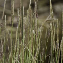 Imperata cylindrica