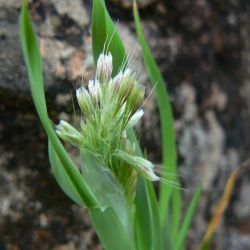 Lamarckia aurea