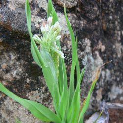 Lamarckia aurea
