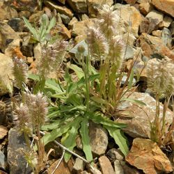 Lamarckia aurea