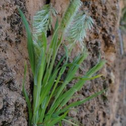 Lamarckia aurea