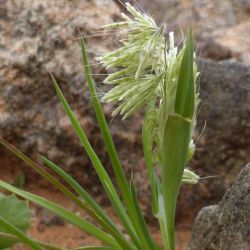 Lamarckia aurea