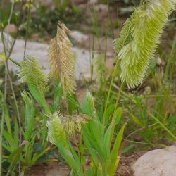 Lamarckia aurea