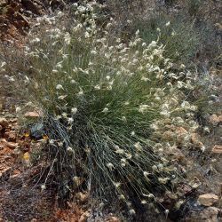 Lygeum spartum