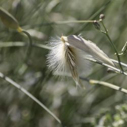 Poaceae