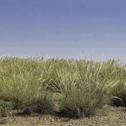 Macrochloa tenacissima