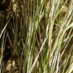 Macrochloa tenacissima