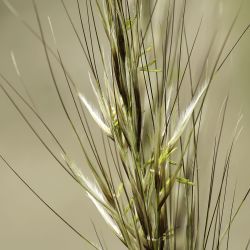 Macrochloa tenacissima