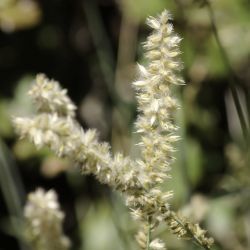 Melica ciliata subsp. magnolii