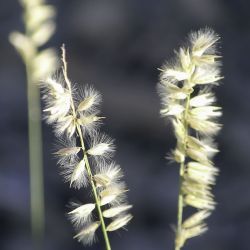 Melica ciliata subsp. magnolii