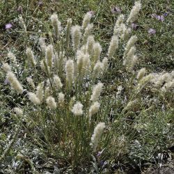 Melica humilis