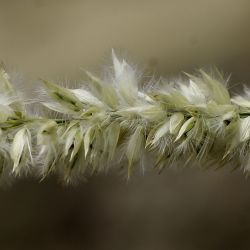 Melica humilis