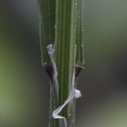 Melica minuta subsp. latifolia
