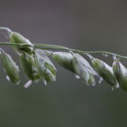 Melica minuta subsp. latifolia