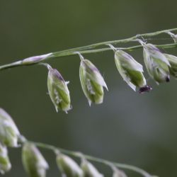 Melica minuta subsp. latifolia