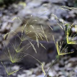 Oloptum miliaceum