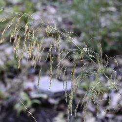 Oloptum miliaceum