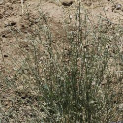 Panicum turgidum