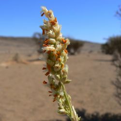 Panicum turgidum