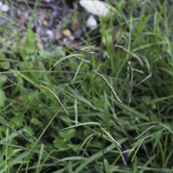 Paspalum dilatatum