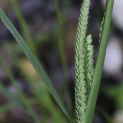Paspalum dilatatum