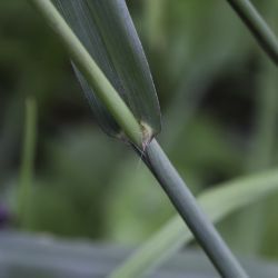 Paspalum dilatatum