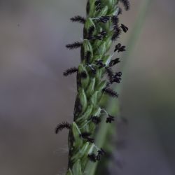 Paspalum dilatatum