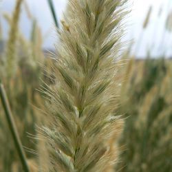 Pennisetum divisum