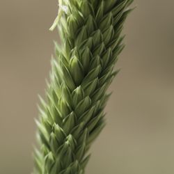 Phalaris aquatica