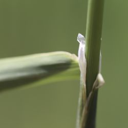 Phalaris aquatica